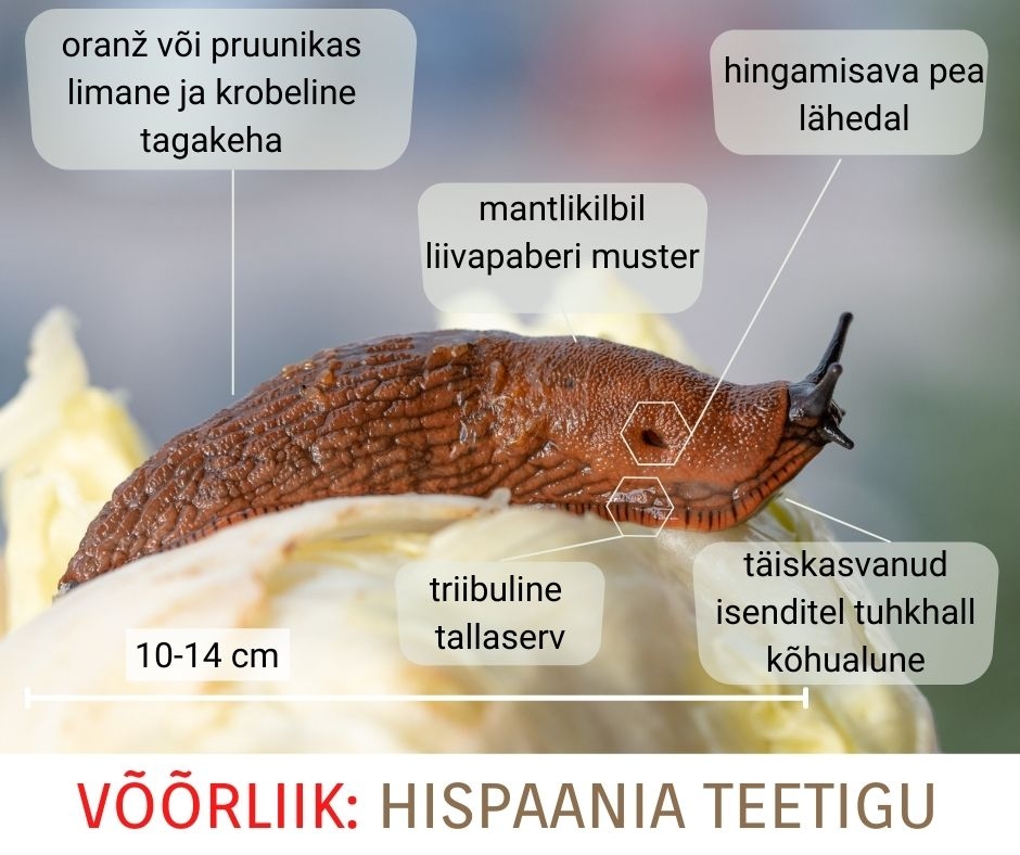 Hispaania teetiga_0.jpg