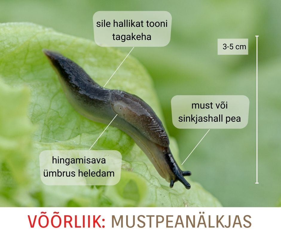 Mustpeanälkjas_0.jpg