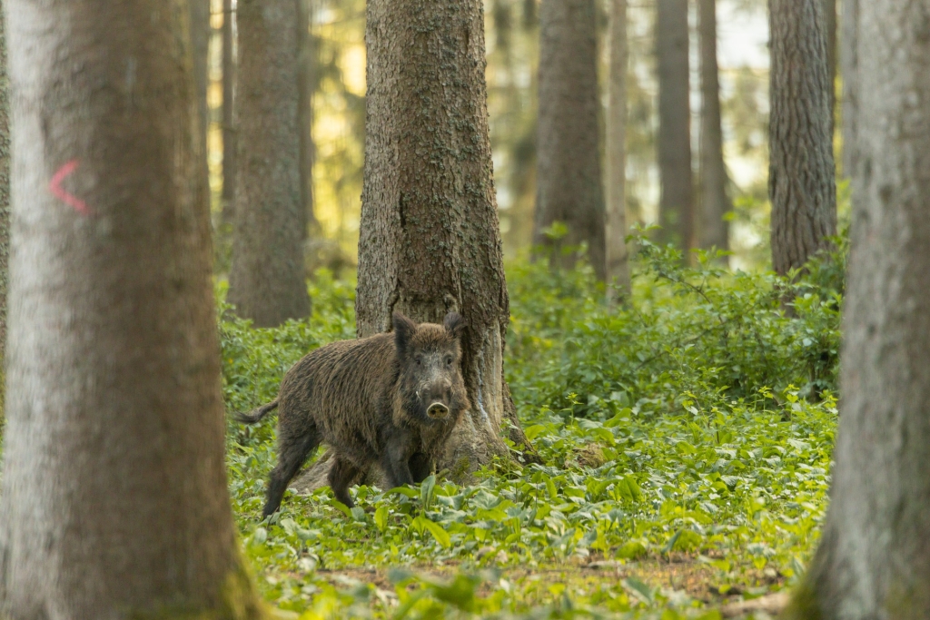 boar-gd450cfbce_1920.jpg
